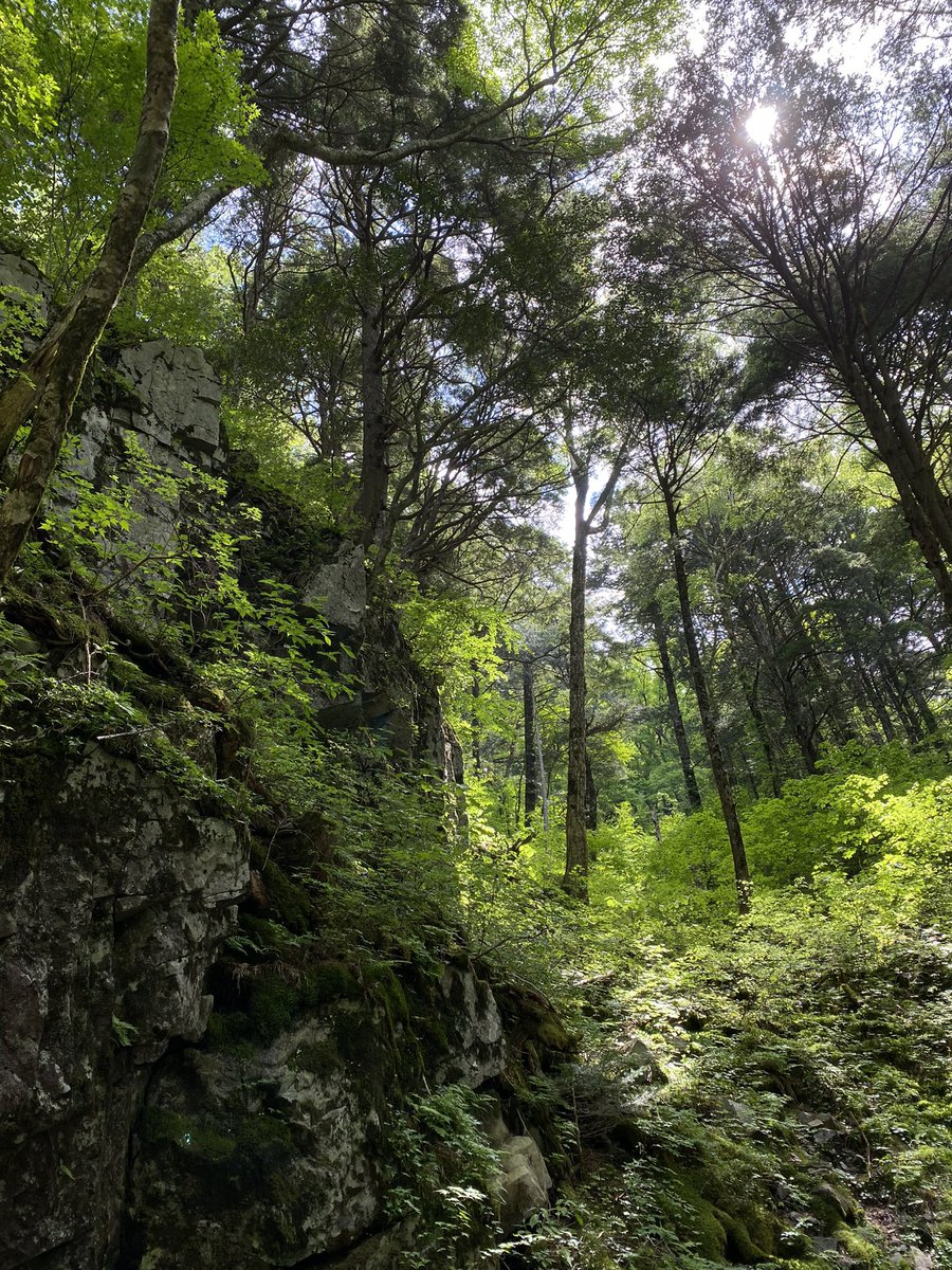 amaneki1036's tweet image. save me japanese countryside greenery save meeee