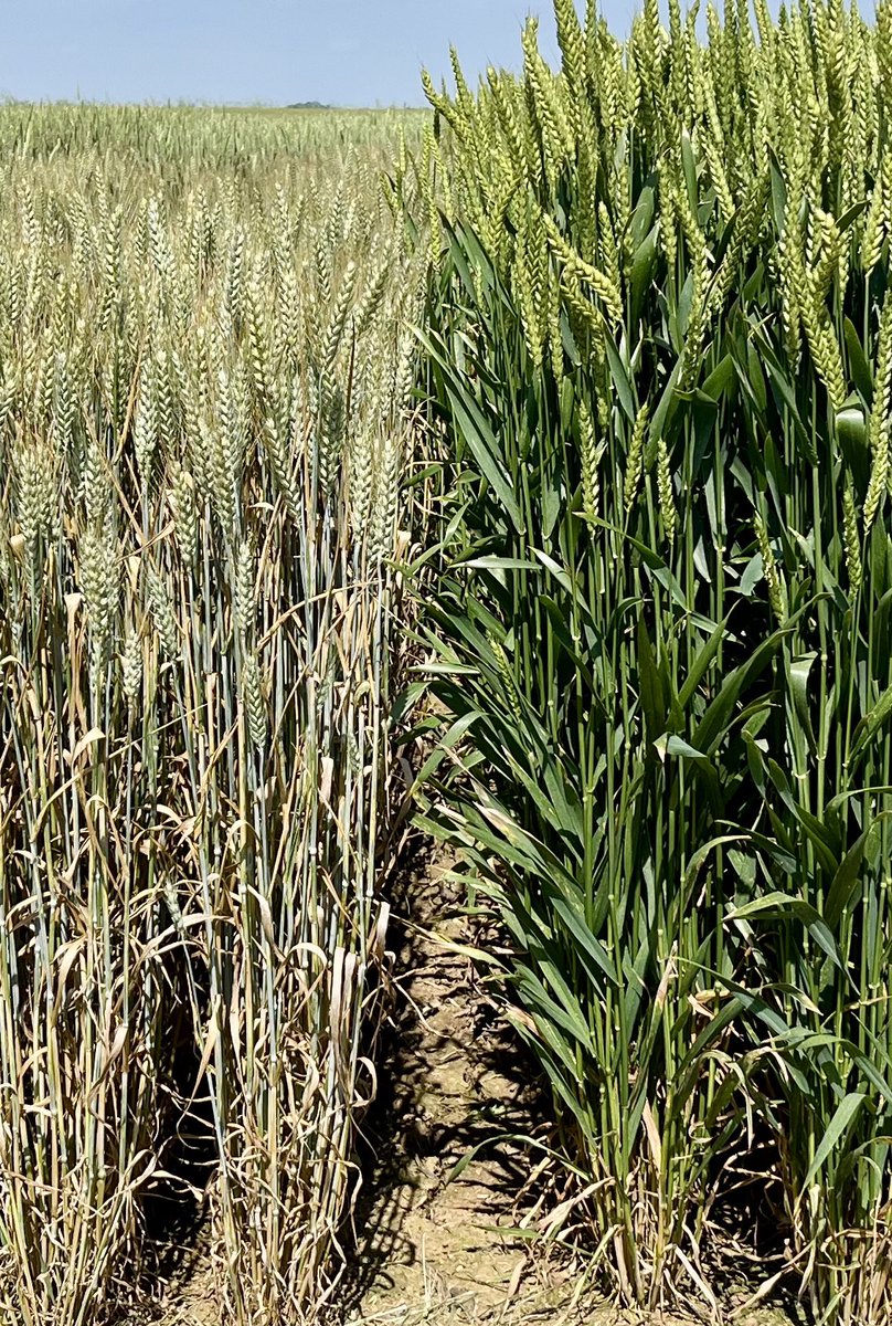 olivier borde tweet media