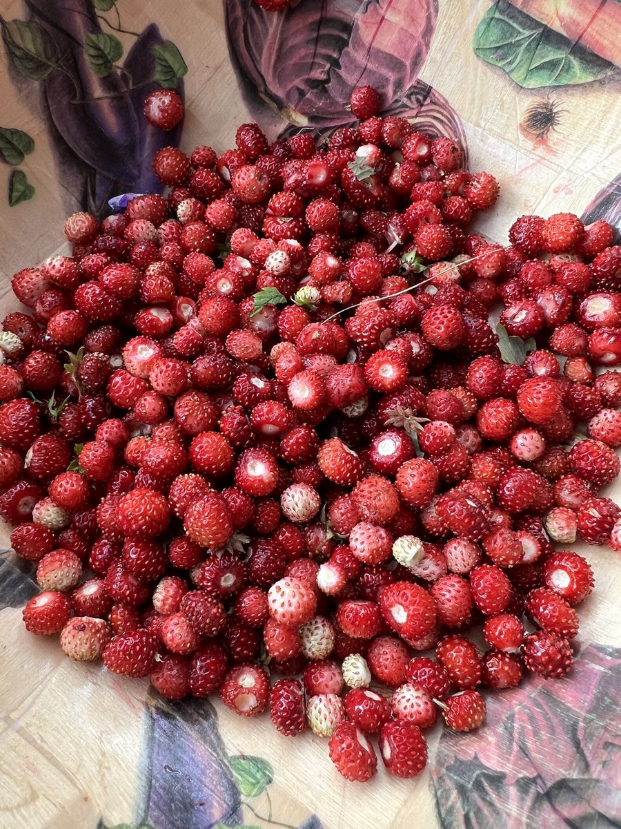 stakenode_dev's tweet image. GM  Sunday 

Mourning Fresh, Handpicked #DOT

#Polkadot #Sunday