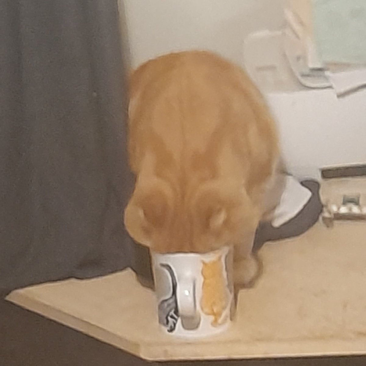 jude_harmon's tweet photo. @itssamanthaaaa_ TIL not to leave the cream unattended while fetching the coffee https://t.co/AGx87MH4MY