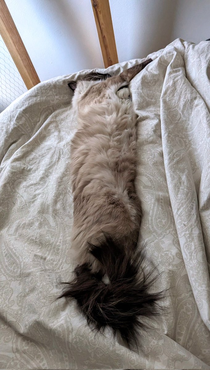 Freya Holmér tweet media