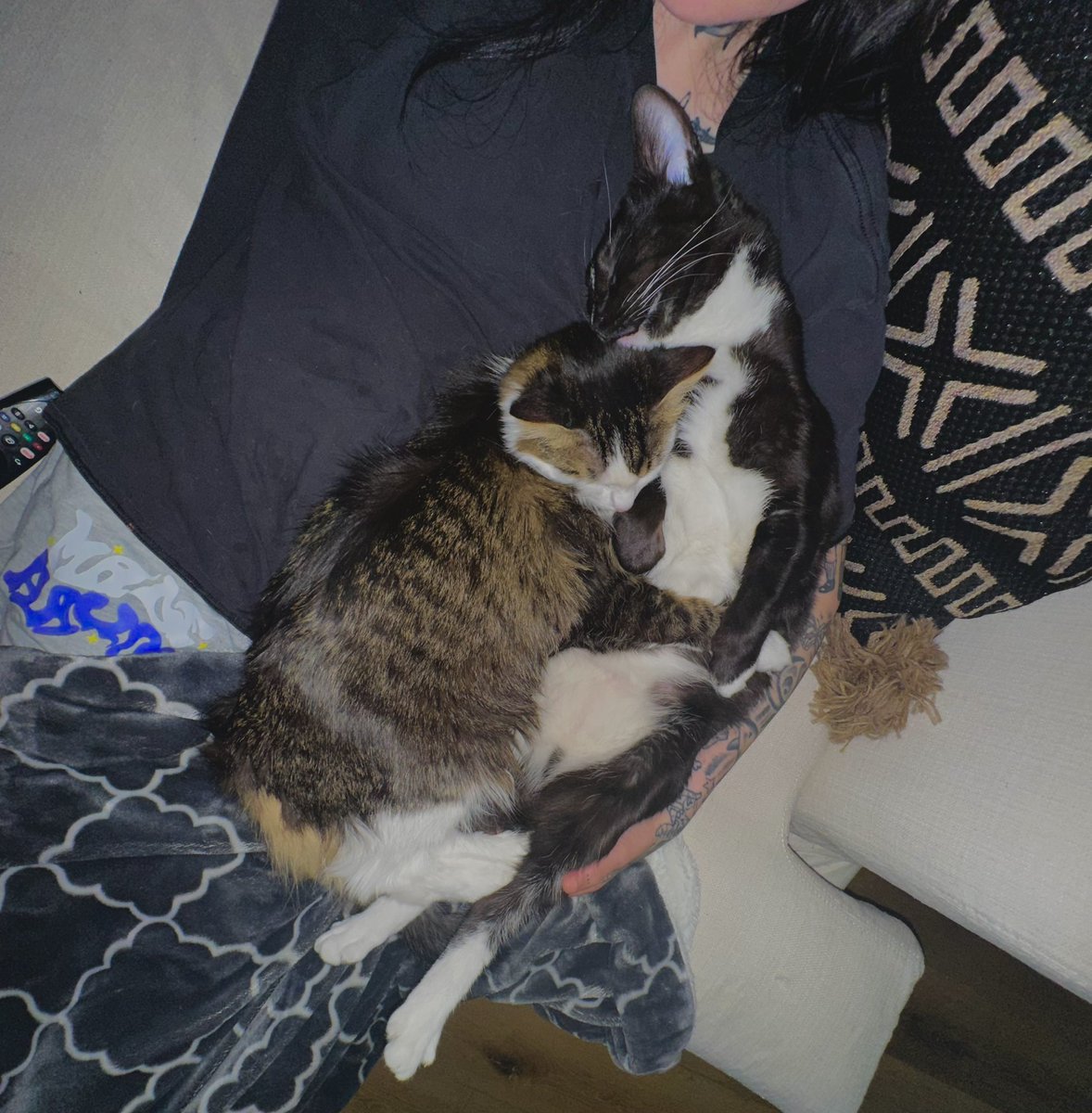 sumelfr's tweet photo. I would let my cats do whatever they want https://t.co/HV6vmC0qKq
