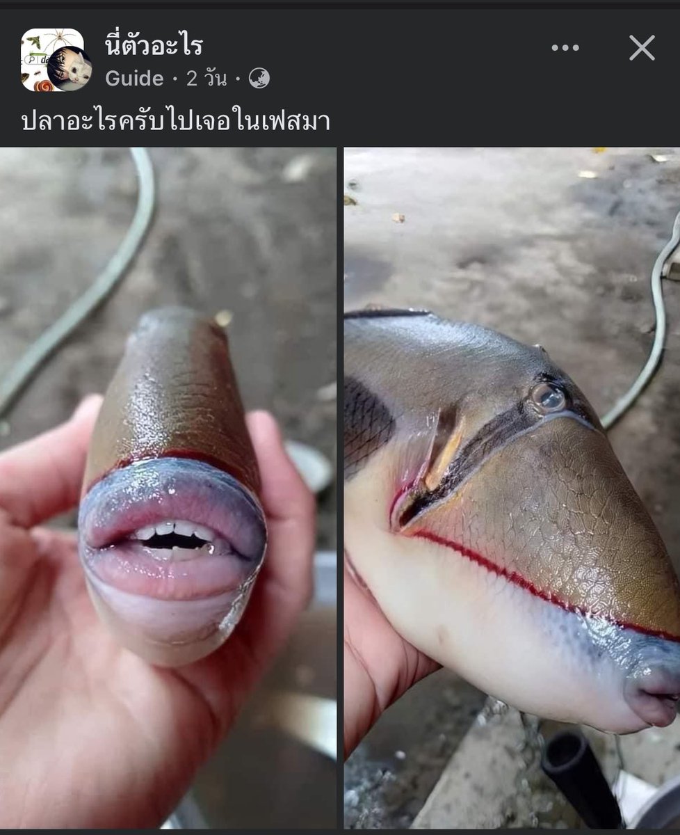 Thaireactionvid's tweet photo. ปลาสาย ฝ ปะ https://t.co/bZxeV07oNI