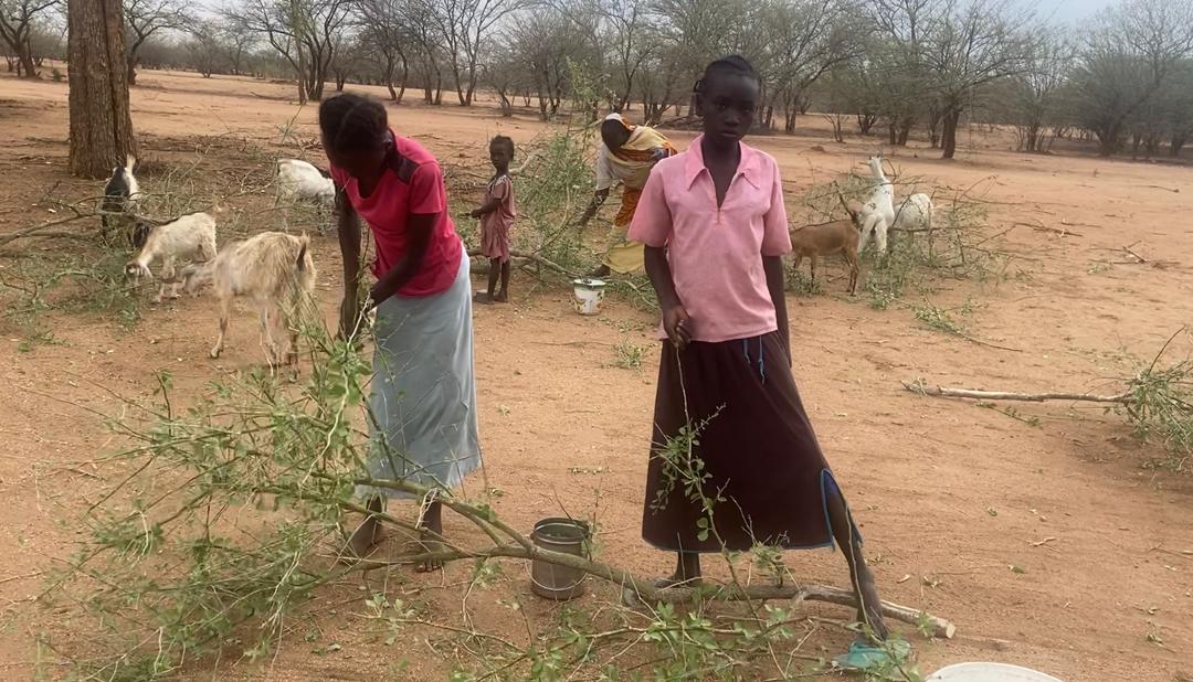 HRRDS_Sudan tweet media