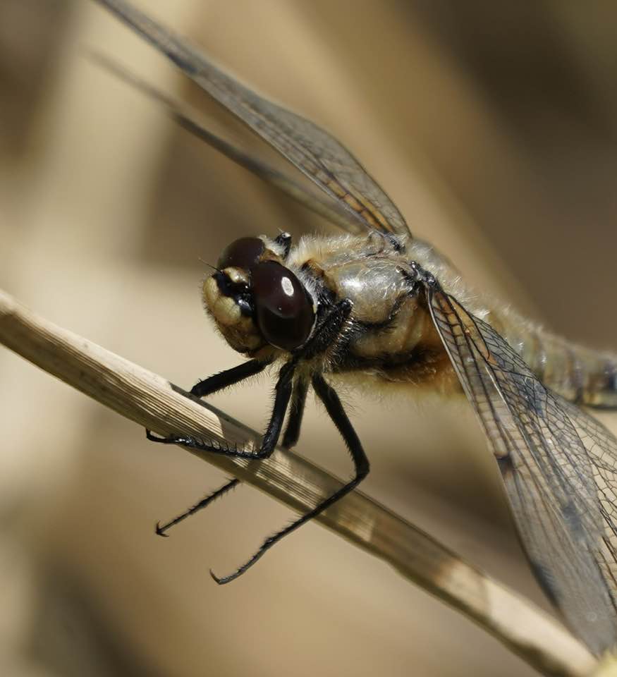 nadski65's tweet photo. Remember that days are more beautiful if you smile and drink coffee.😊☕️
Good morning everyone. Happy Sunday. 😊

#nature #NatureBeautiful #naturephotography #summer #beaytiful #dragonflies #insects #macrophotography #SundayQuotes #nikon @UKNikon https://t.co/CgQ93ITgtD