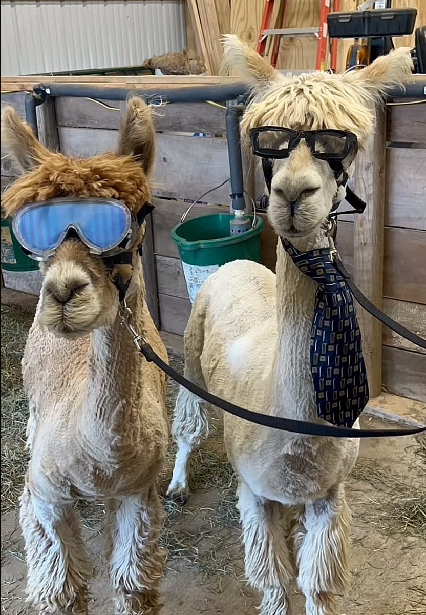 ski aggu and joost klein