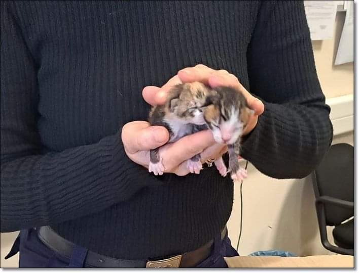 AdeaClaude's tweet photo. En Grèce, une femme a été condamnée à une amende de 120.000 € pour avoir jeté quatre chatons nouveau-nés dans une poubelle.
30.000 € par animal comme prévu par la loi.
C'est pas en France qu'on verrait ça... https://t.co/6uZI5JOXa2