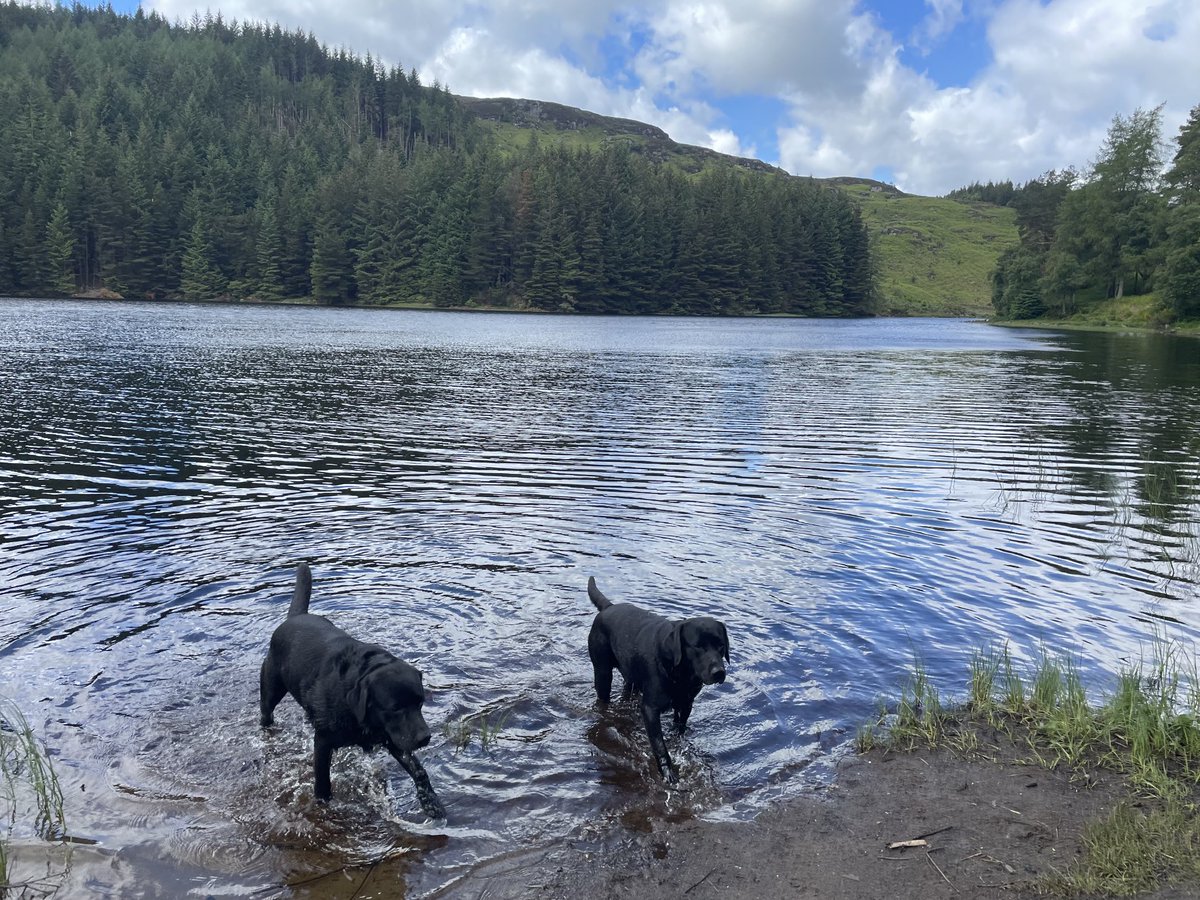 Susan_Venables's tweet photo. #Saturday #DogWalk #GlenOgle & #LochTay #Scotland. Enjoying the beauty & tranquility with Archie & Harry ahead of what is going to be a busy three days @UKIOCongress #Liverpool. Looking forward to the event & meeting friend & colleagues & returning home to my boys 🐾💙🐾 https://t.co/HE96Wzz4vE