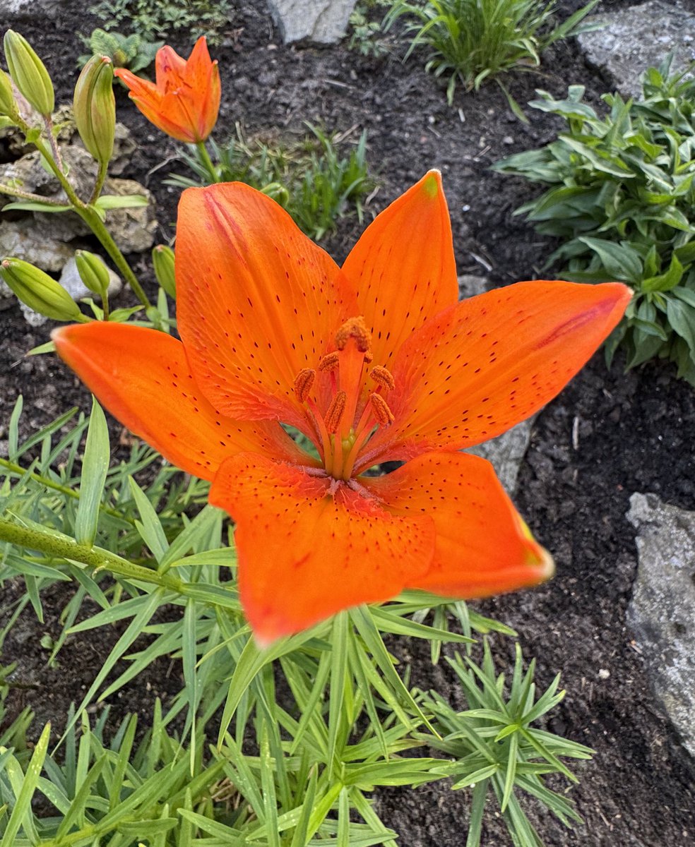 Science4Nature's tweet photo. De natuur kent geen weekend! Kruisen van de laatste Nederlandse roggelelies voor vermenging van de genetische diversiteit voor project Terugkeer van de roggelelie in Groningse en Drentse akkers. https://t.co/dapo911392