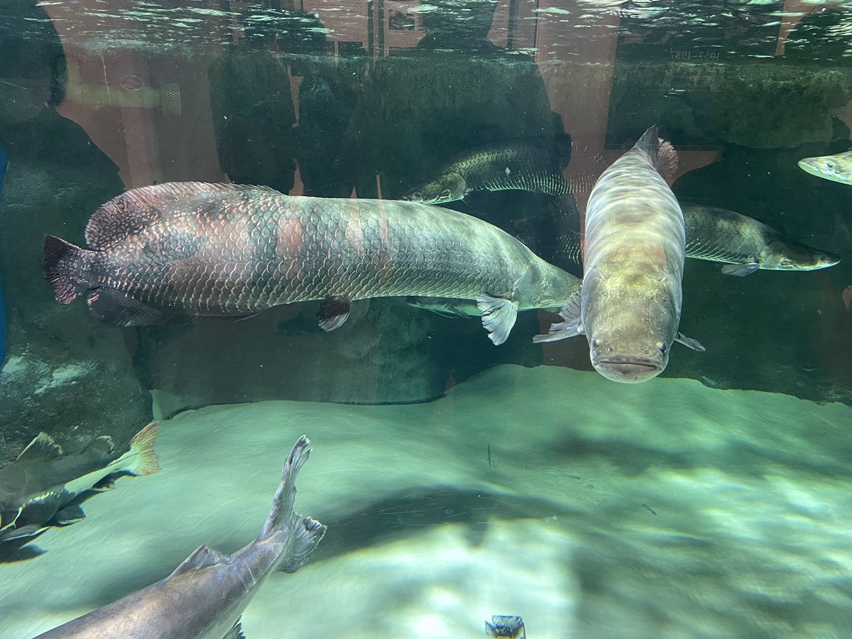 神戸の街角 tweet media