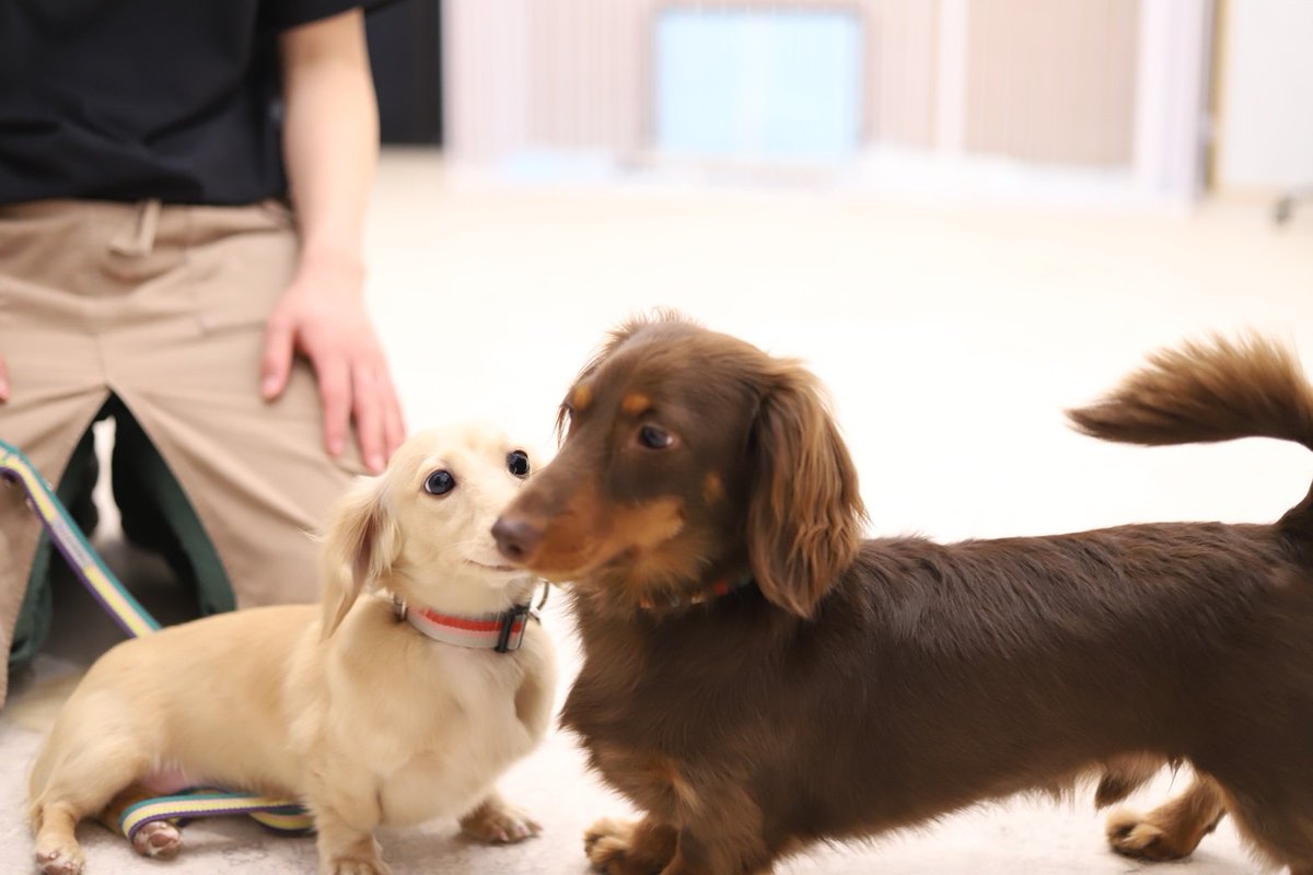 かわいい♥
かぐらはミニチュアダックスだけどダックスちゃんと。
#ミニチュアダックスフンド