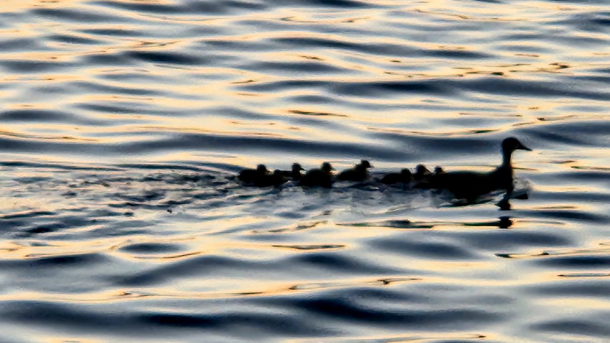 cfenlightenment's tweet image. What is the purpose of the #opposites in soul evolution, and how can you begin working our way through and beyond them? Here is a hint: It's all about love! But there is a new way to look at love—love in the opposites, versus that greater love beyond the opposites.
#soulevolution