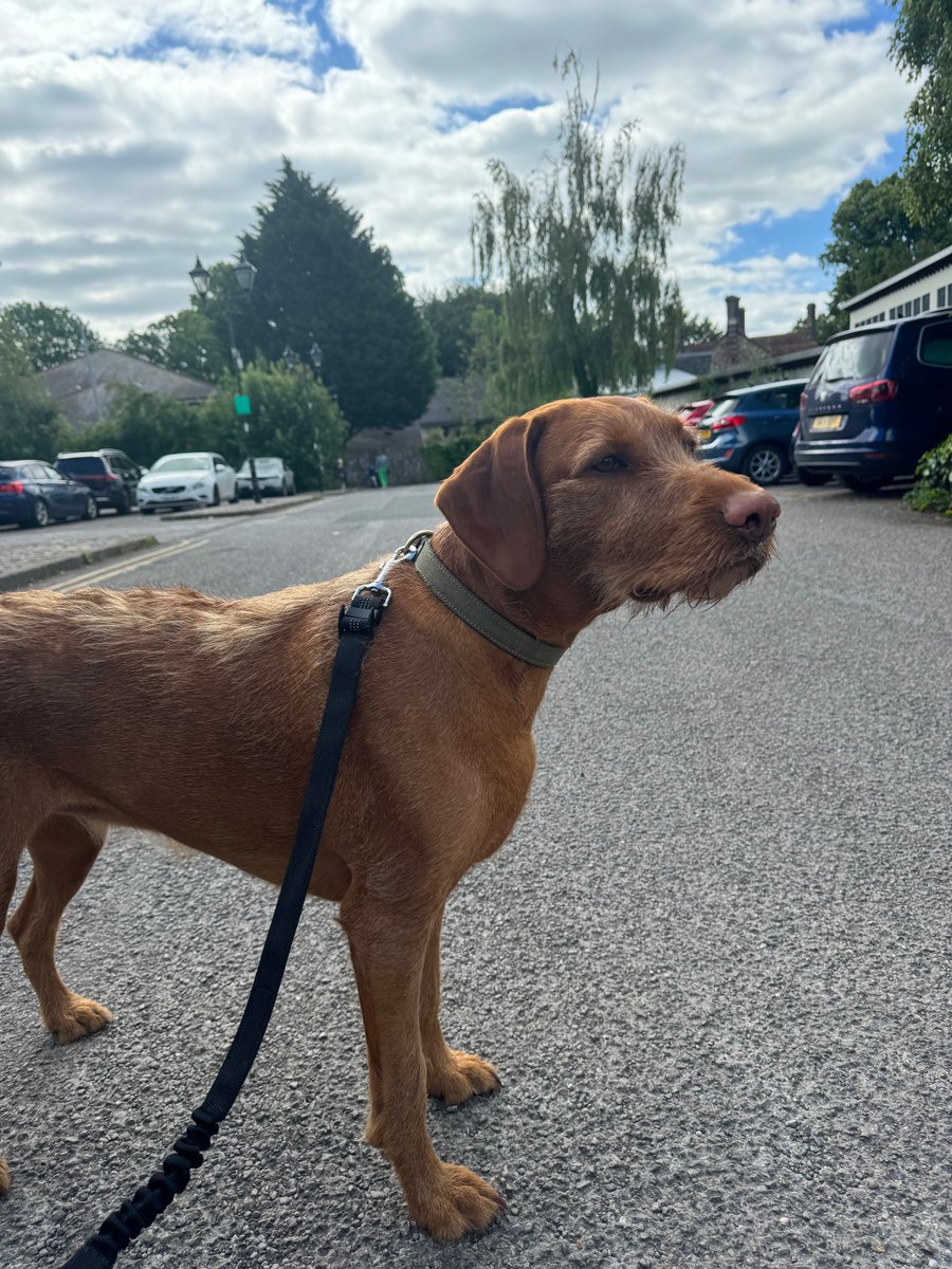We’ve found this sweet girl roaming around Llandaff. Please message me if this is your pup. She’s safe and calm.
