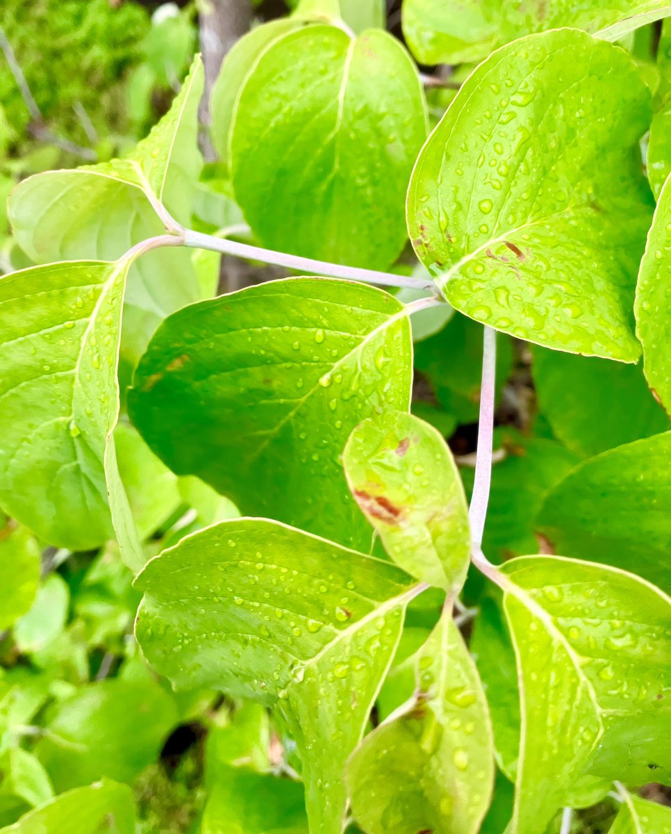 ataiga_0908's tweet photo. During the rainy season, the leaves are adorned with sparkling water droplets, creating a truly enchanting scene.
Nature’s beauty never ceases to amaze! 🌧️🍃
#rainyseason #naturebeauty #waterdrops #leaves #rainyday #peacefulmoments #gardenview #botanicallife #seasonalchange https://t.co/qKGl6jJFIY