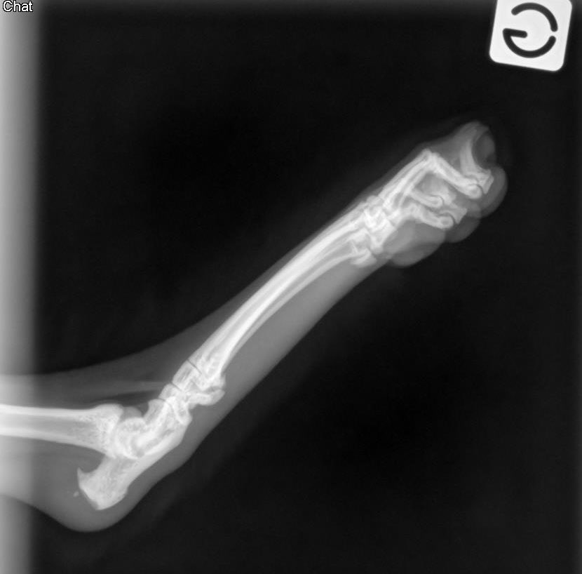 J’ai un chat qui boite mais sans plaie sur la patte arrière gauche. Est ce qu’une âme charitable peut me dire si elle voit qqchose sur les radio ? #vetotoctoc Elle est sous Bioclamox et Metacam car personne ne sait ce qu’il se passe. 🫶 merci