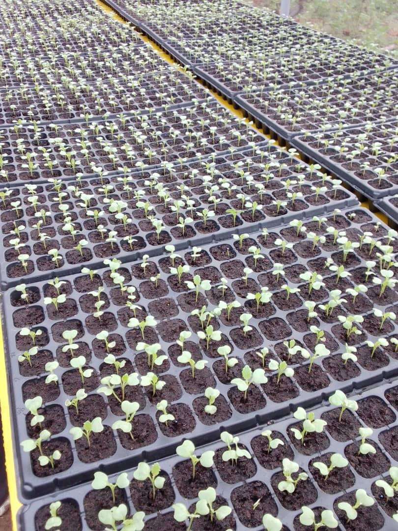 emmanue65939032's tweet image. @PKWI YPR Center-Bukedea District, #Syngenta #Technoserve Uganda, #HortiMap Project. #The Netherlands 🇳🇱.