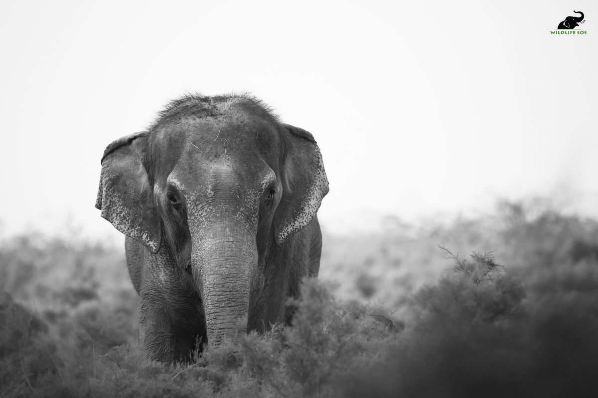 WildlifeSOS's tweet image. Remembering Nina! 

After 60 years of being held captive in chains, Nina took her first steps of freedom at the Elephant Hospital Campus in June 2021. It was a day we will never forget. Our team of experts left no stone unturned, providing her with the necessary medical care and