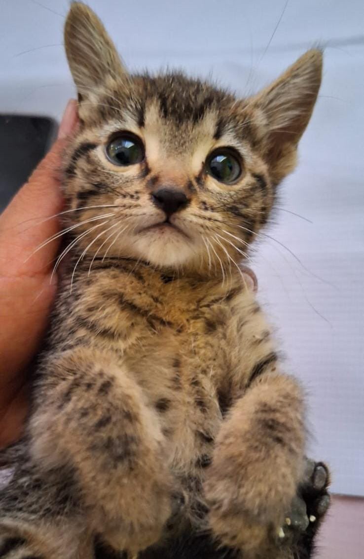HELA_MORE's tweet photo. Amigos @StriderXZ47 rescató a estos hermosos gatitos y ahora están en busca de una familia 💜
Ya comen solitos y saben hacer en el arenero,tienen 3 meses.
Anímense a poner un michi en su vida,son maravillosos 🥹
Están en Cdmx https://t.co/MPsmkWQYVz