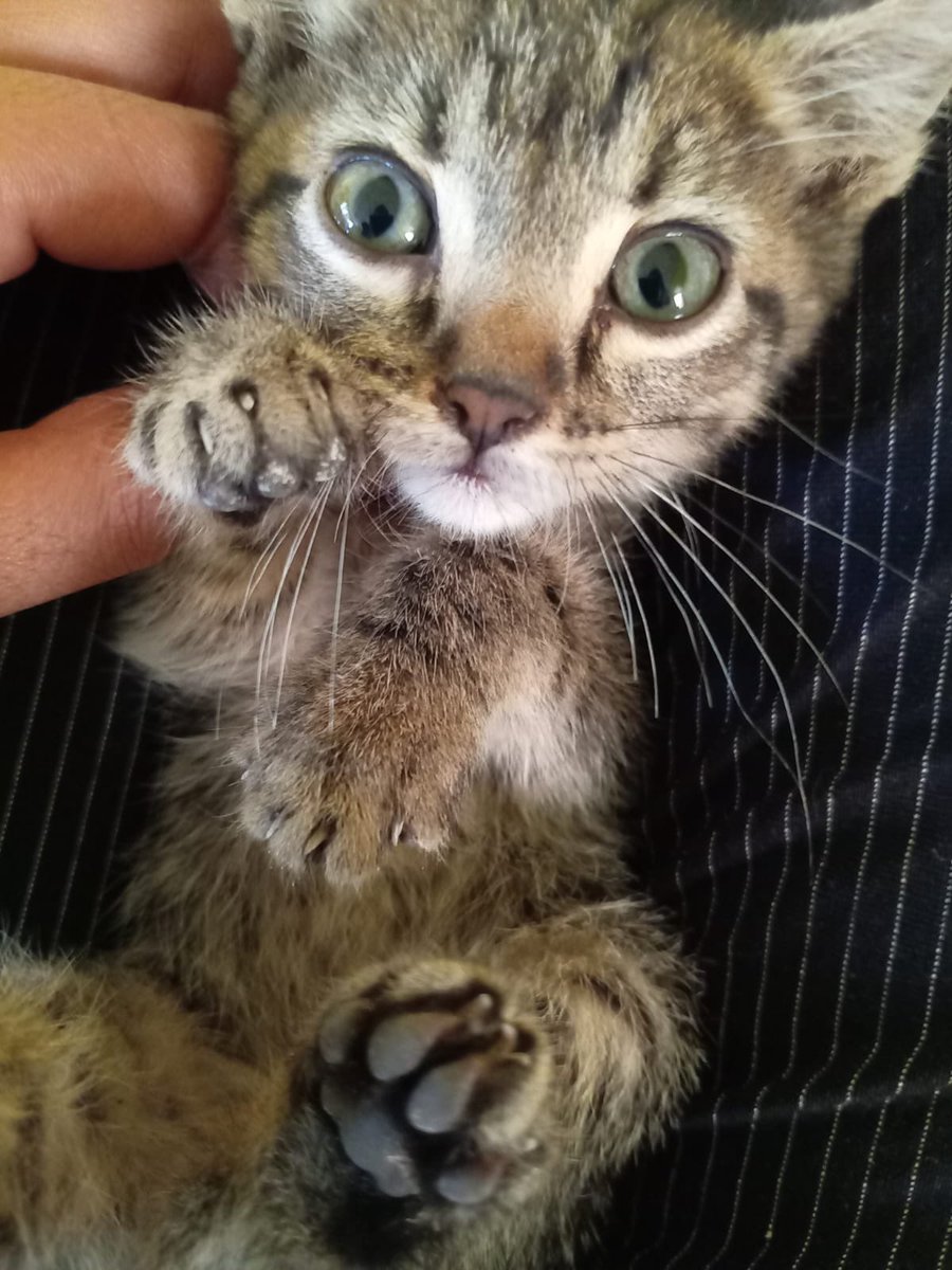 𝙷𝚎𝚕𝚊 𝙼𝚘𝚛𝚎 🐶 (@hela_more) on Twitter photo Amigos <a href="/StriderXZ47/">Strider 🇵🇸</a> rescató a estos hermosos gatitos y ahora están en busca de una familia 💜
Ya comen solitos y saben hacer en el arenero,tienen 3 meses.
Anímense a poner un michi en su vida,son maravillosos 🥹
Están en Cdmx Amigos <a href="/StriderXZ47/">Strider 🇵🇸</a> rescató a estos hermosos gatitos y ahora están en busca de una familia 💜
Ya comen solitos y saben hacer en el arenero,tienen 3 meses.
Anímense a poner un michi en su vida,son maravillosos 🥹
Están en Cdmx
