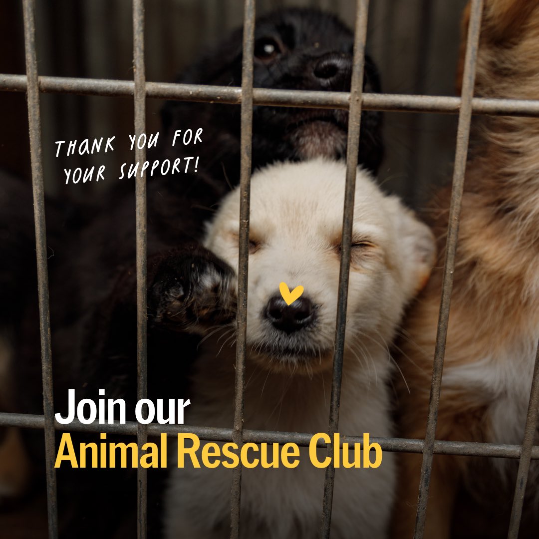 UAnimalsENG's tweet photo. Becoming a superhero is not difficult, just join our Animal Rescue Club to make a difference!🦸🦸‍♀️
By subscribing, your monthly donations will provide vital, ongoing support for animals in need and influence positive change in how society treats animals😍 Follow the link 👉  https://t.co/6QMrUcXhXD