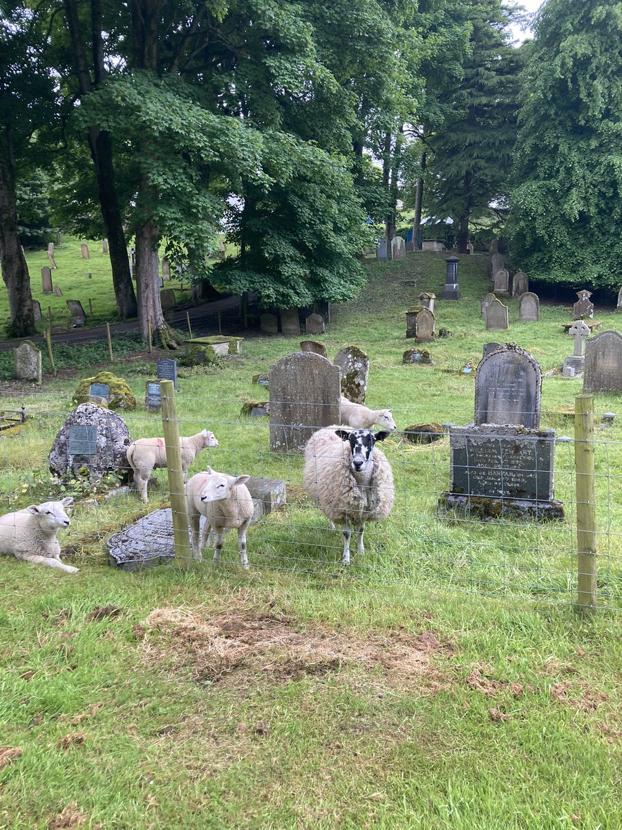 gingervicar's tweet photo. Welcomed to the Penhill Benefice this morning by these beauties. Was a real treat to share about Barnabas. https://t.co/A6u0Zp9rOD