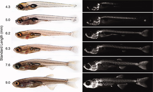 ZebrafishRock's tweet image. While Kimmel et al. 1995 standardized the embryonic development of #zebrafish, Parichy et al. 2009 takes it one step further with characterizing postembryonic zebrafish. They establish Standard Length (SL) as measure of developmental progress rather than age. #ZebrafishFunFacts