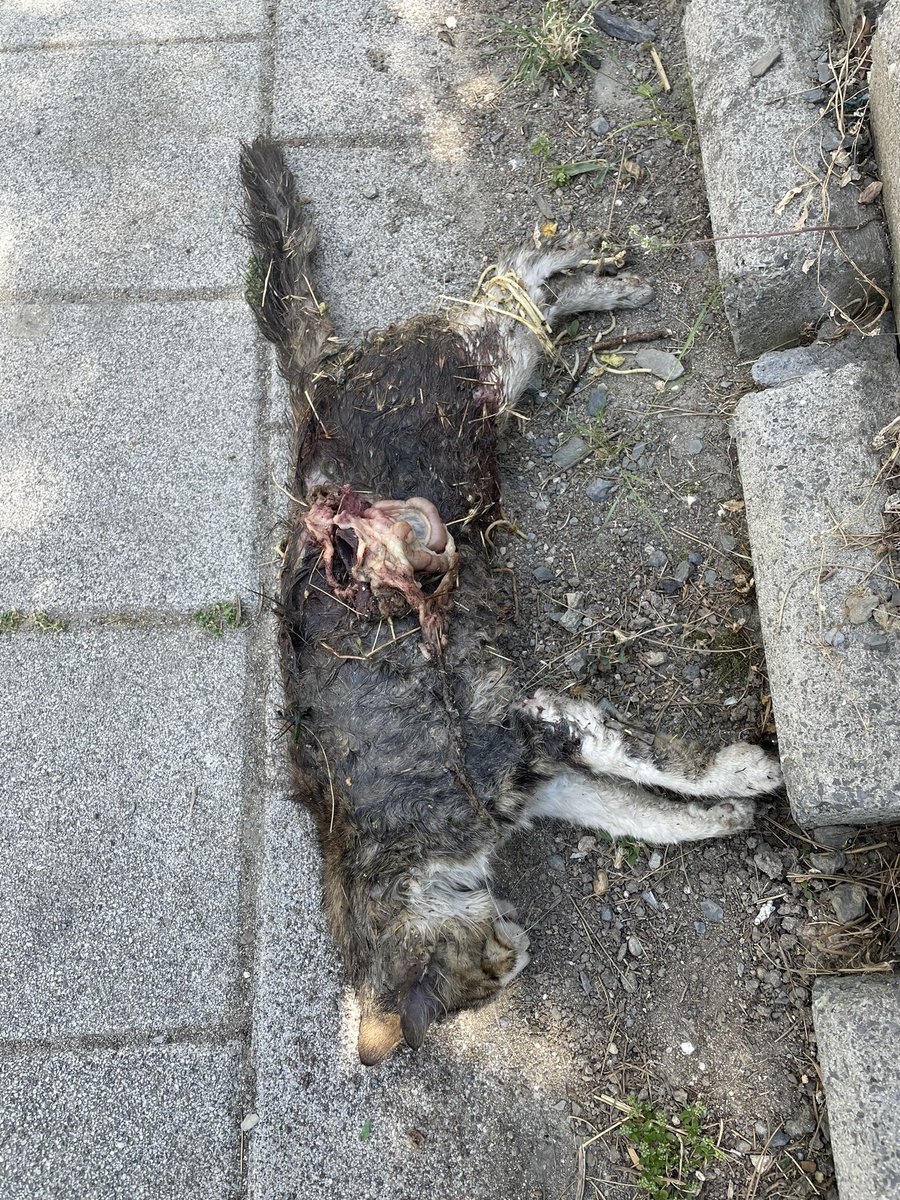 Ahu, benim mahallemde beslediğim ve çok sevdiğim masum bir anne kediydi. Bugün sabaha karşı yavrularını korumak için 5 tane başıboş sokak köpekleri tarafından parçalanarak can verdi.

Evet, sizin utanmadan “Kimseye zararları yok” dediğiniz vahşi köpeklerden bahsediyorum. Bu