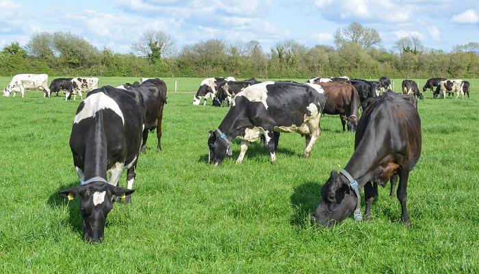 Hazel Costigan, Laurence Shalloo and Ben Lahart tell us about research at Teagasc Moorepark which shows that the inhibitor 3-NOP can reduce enteric methane emissions by up to 22% in dairy cows.
bit.ly/3X7SLud