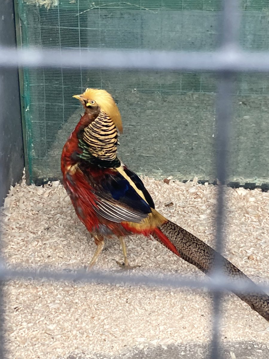 andykenny77's tweet photo. Clonfert Pet Farm with the bird version of Donald Trump fair play #trumpthat https://t.co/nSlbUTYMLR