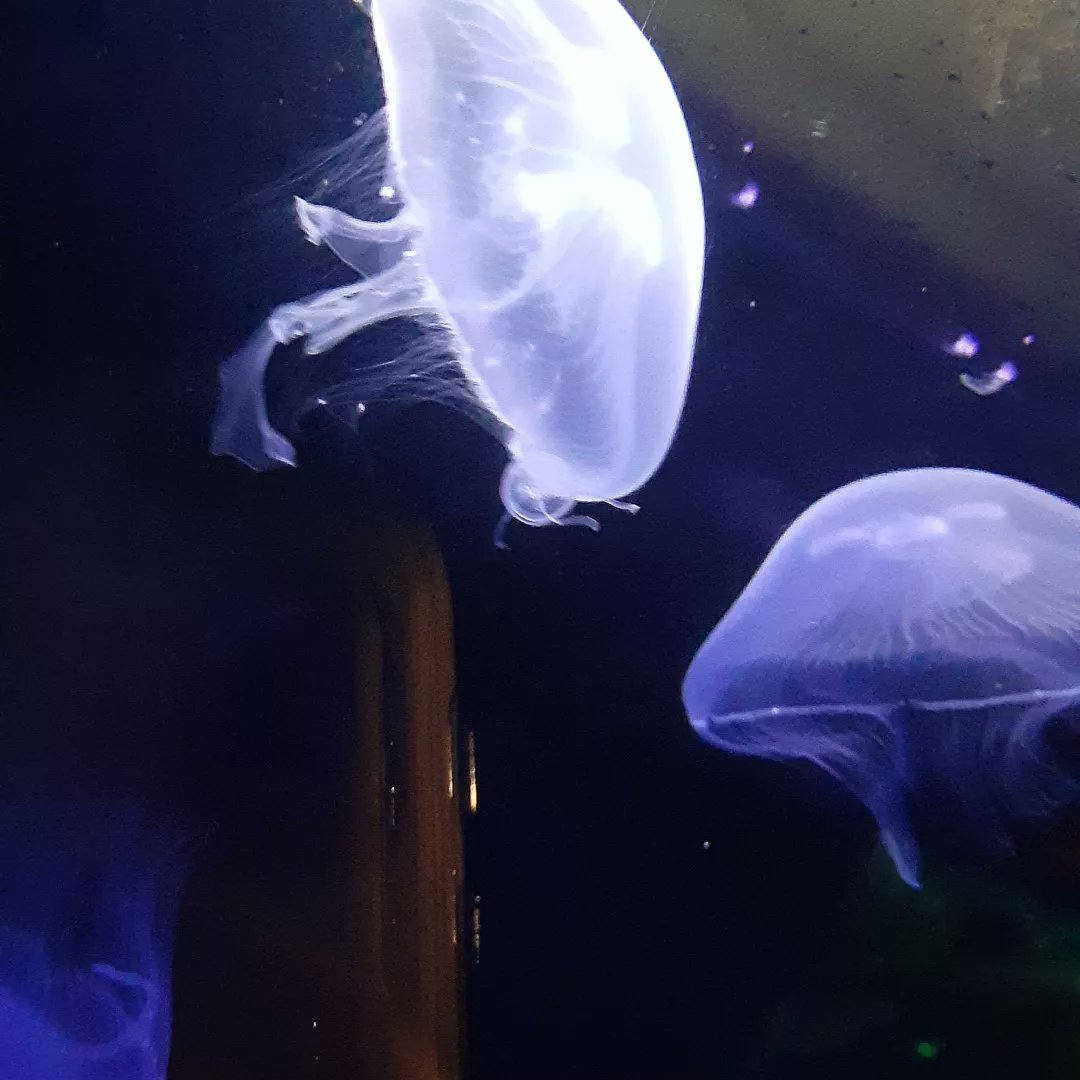 Sheilameriksen1's tweet photo. #happynationaloceanday https://t.co/Ev7KxbRGs4