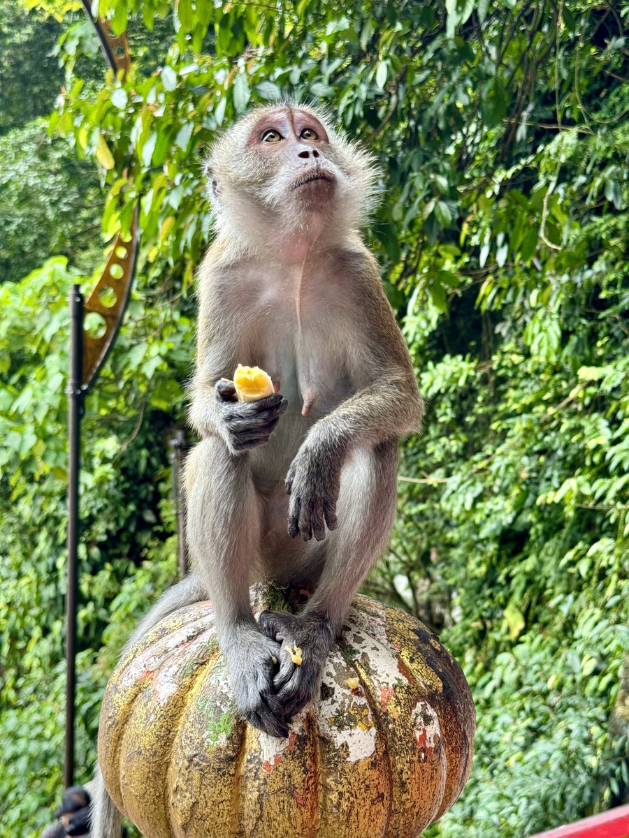 Suitcase Monkey tweet media