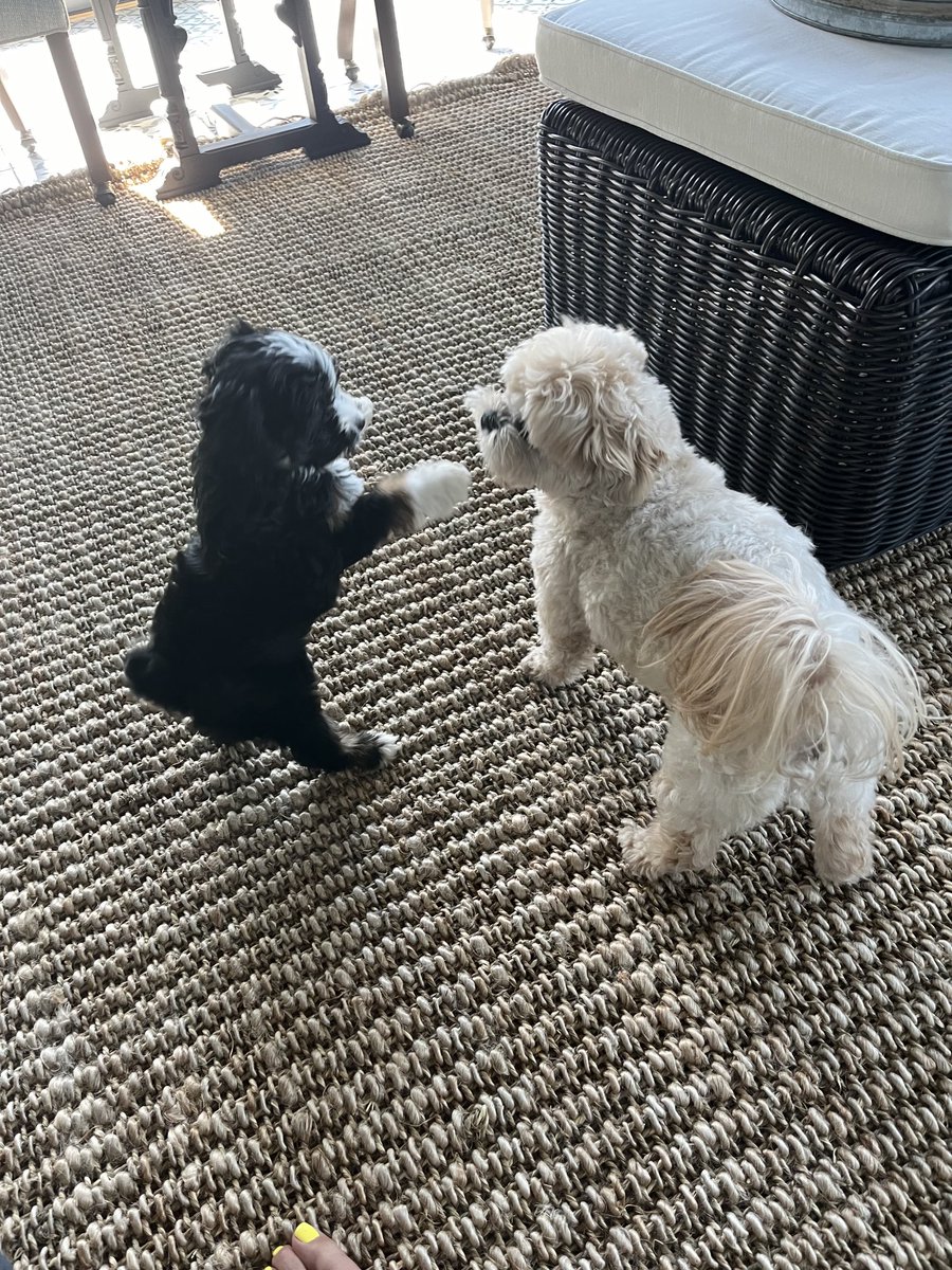 HawkeyeMommeye's tweet image. #AHazelADay #Playfighting