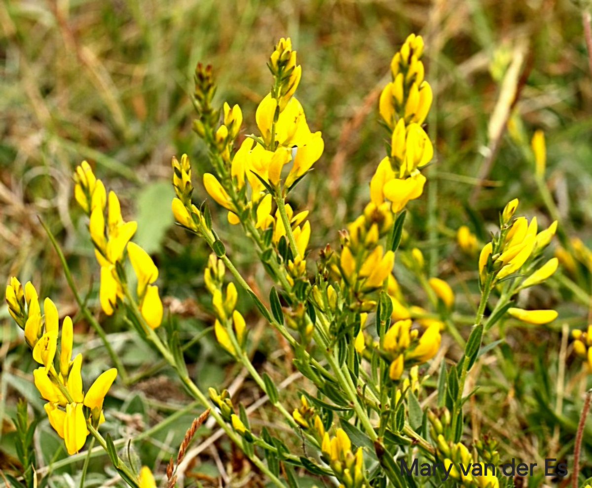 maryvanderes's tweet photo. #Dag9 van #junibloeiers .
De zeldzame #Verfbrem #Genista_tinctoria #Dyers_Greenweed .
@vule_rock_nroll @FloraNederland @plantennamen . https://t.co/3yTTkgx0fJ