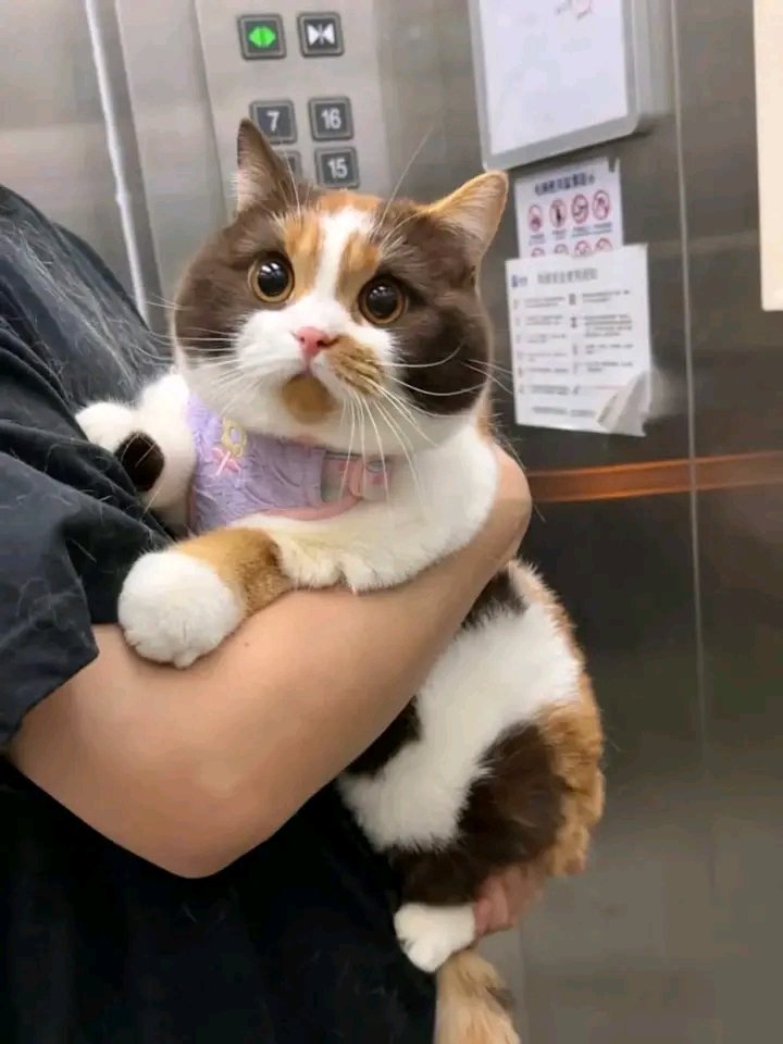 nocontextscats's tweet image. chocolate caramel