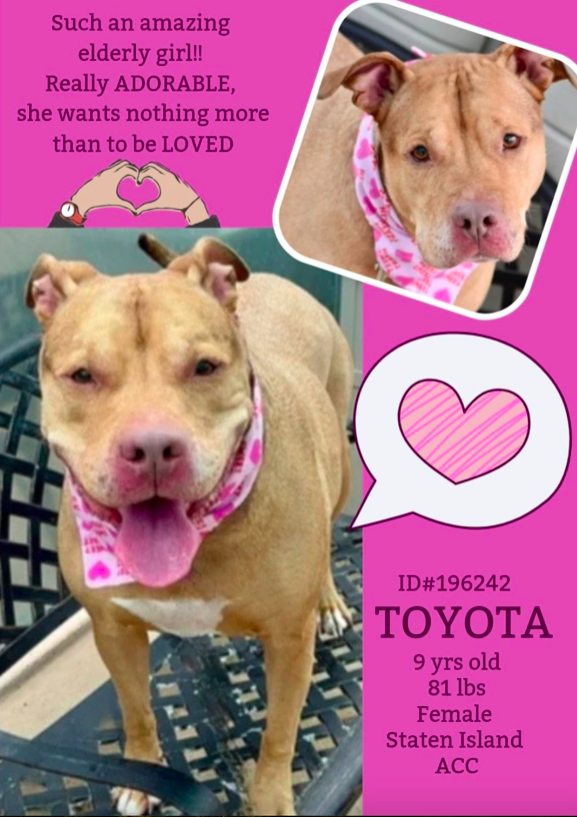 zjnov22's tweet photo. 💓Toyota💖 🐕 #StatenIsland ACC🚨
💔#foster #fosteringsaveslives #adopt🌹
#rescue💝 🦋Elderbull🎀 💫Described
as“charming” and “full of life”🌻 #NYC
🚨#SeniorSunday ✨ID #196242✨ #NY https://t.co/hhQouUddUR