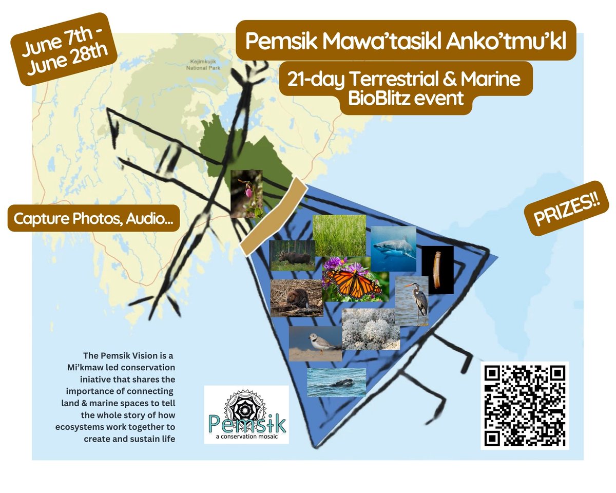 Mel7Labrador's tweet photo. We were SO busy that this didn't get shared! The Pemsik team is thrilled to invite everyone for a 21-day BioBlitz event! ( June 7th to 28th! )
Get out & explore the land & waters of the Pemsik study area! Prizes to be won! #conservation #mikmawledconservation #inaturalist #pemsik https://t.co/bKkIybVM9O