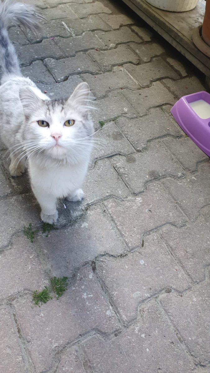 LilySrr_'s tweet photo. Selam. Cins kedi. 10 aylık. Sokağa atılmış. Yuva bulalım mi? Istanbul Avrupa yakası. https://t.co/tCjp1AGyAH