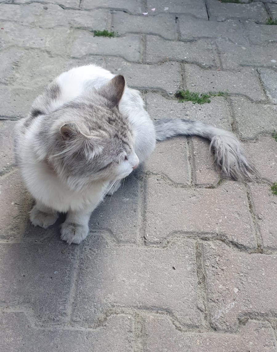 LilySrr_'s tweet photo. Selam. Cins kedi. 10 aylık. Sokağa atılmış. Yuva bulalım mi? Istanbul Avrupa yakası. https://t.co/tCjp1AGyAH