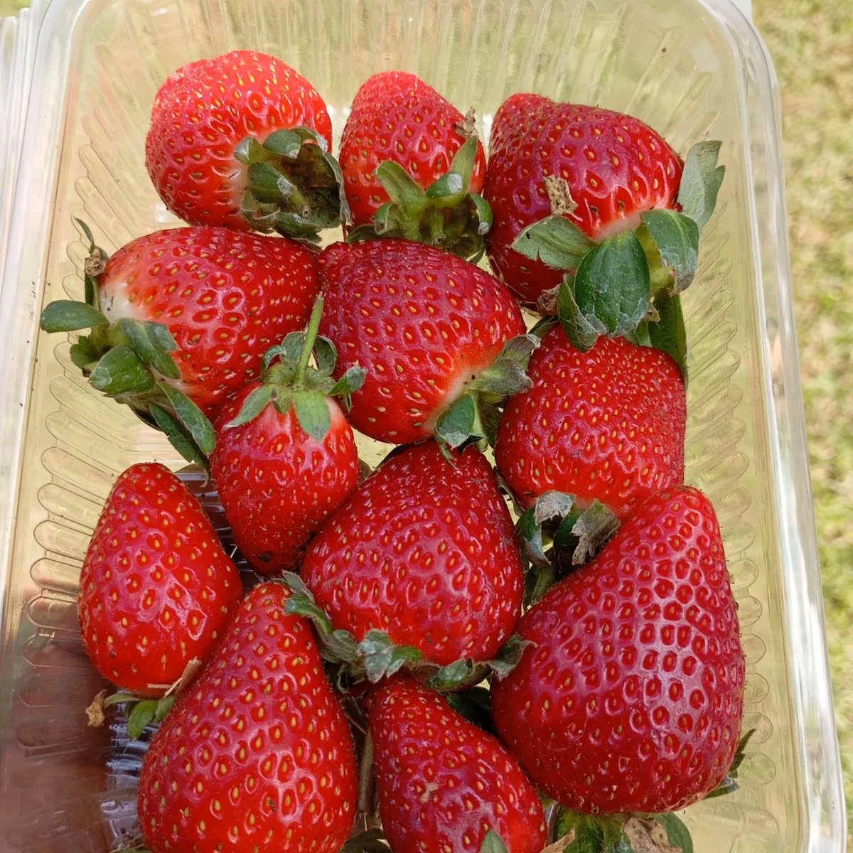 Taste size,shelflife check✅
San andreas variety at its best