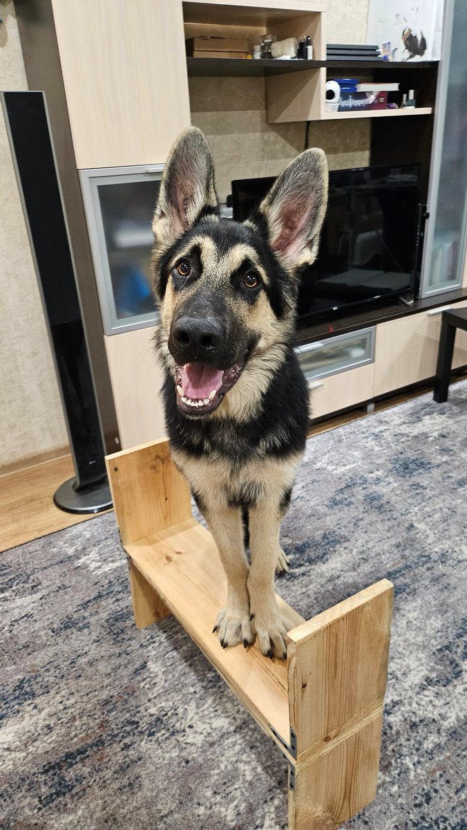 dausorm's tweet image. Вот моя полугодовалая булочка 🥹🥹