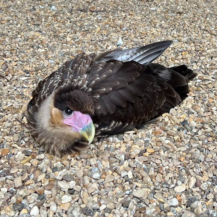 Just chilling with Taco, our new crested caracara 😎🌮