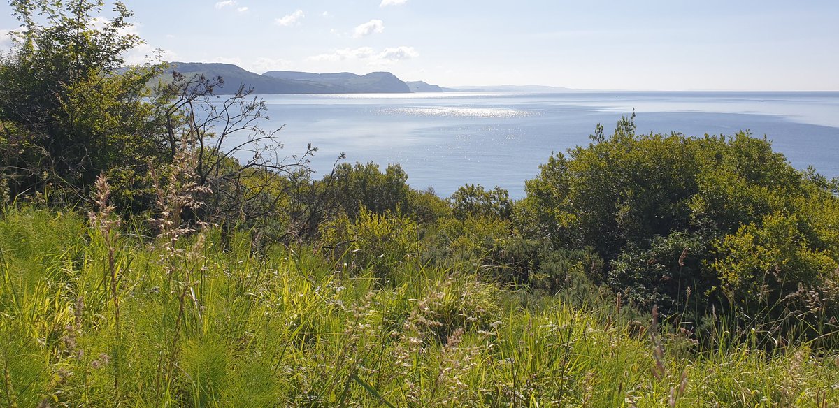TetZoo's tweet image. Absolutely spectacular day here at #LymeRegis #FossilFestival. Started my day by looking at warblers along the coast, but am currently in talks...