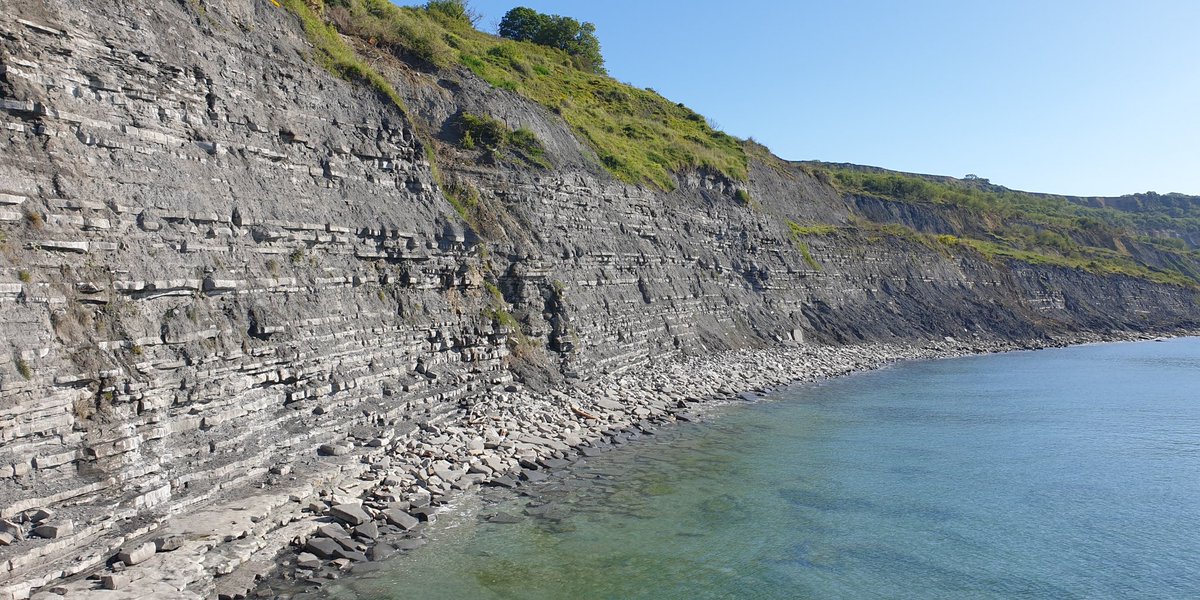 TetZoo's tweet image. Absolutely spectacular day here at #LymeRegis #FossilFestival. Started my day by looking at warblers along the coast, but am currently in talks...