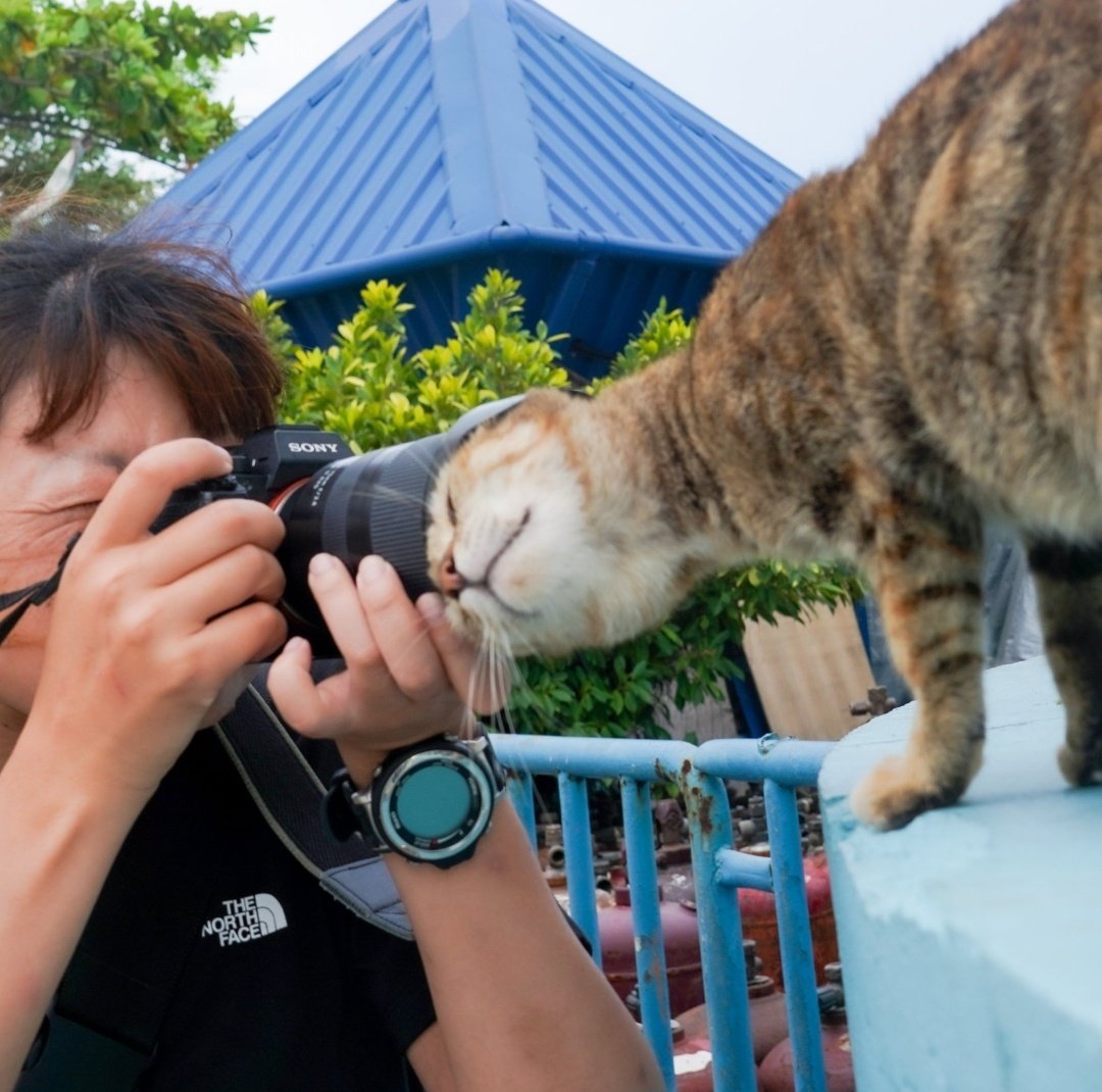 全然写真撮らせてくれない猫さんが可愛すぎる
