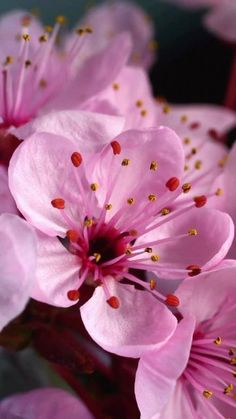 🌹🌹🌼🌺🌺🌺🌸🌸🥰🥰🥰😊