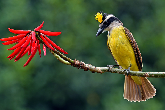 brasil_aves tweet picture