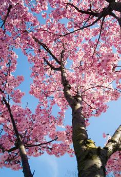 🌹😍😍☺️🌸🌺🌼🌹