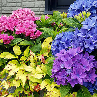 命を救います (@cat48781260) on Twitter photo 