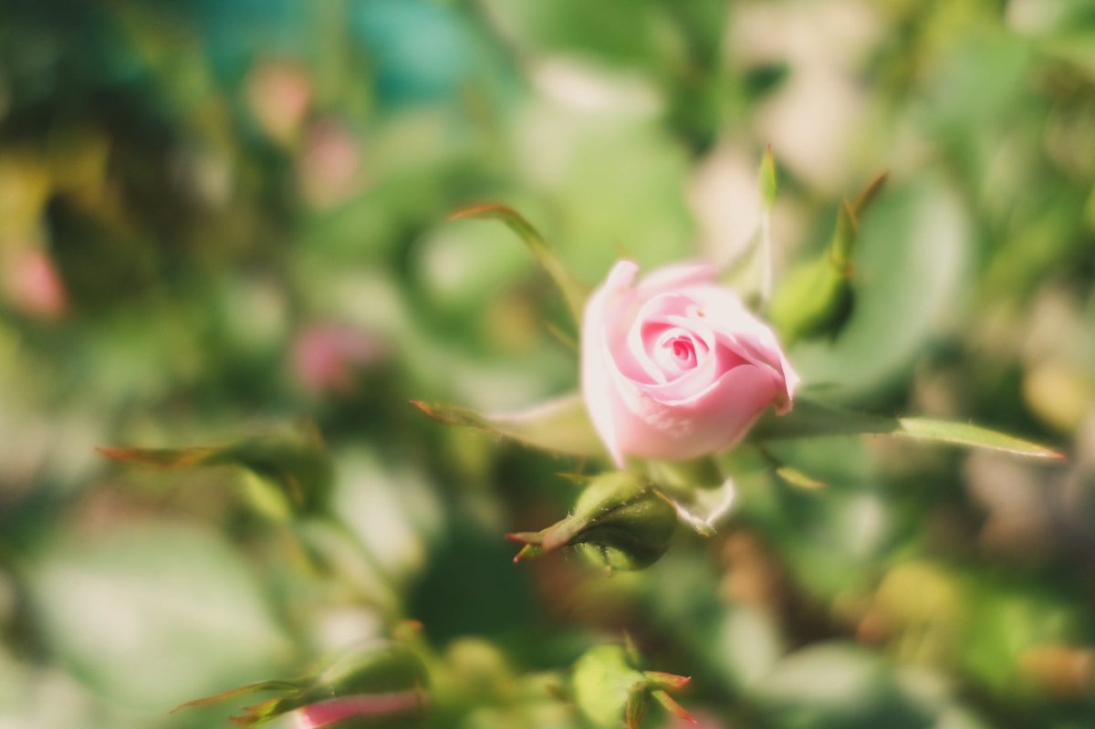 W56819031's tweet photo. 花って美しい https://t.co/yAwLdFtE4B