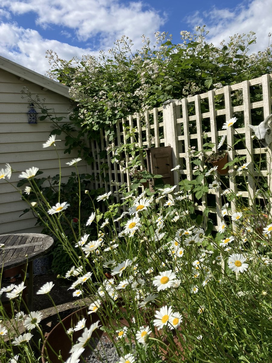 Claire_Carvell's tweet photo. Every year we allow the bramble from next door to wind through our patio trellis. This year it’s reached up & is covered in flowers & bees, had to stand on a chair for this #FITcount! The flies are happy with the oxeye daisies too, though a little quiet today #LetItBloomJune https://t.co/bL8fgIxfSB